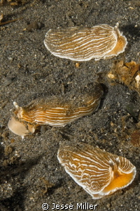 3 Striped Nudibranchs by Jesse Miller 